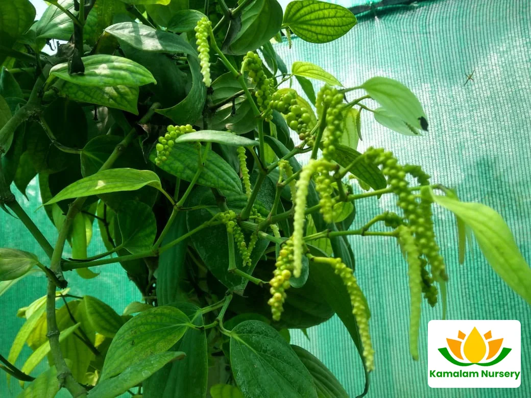 Pepper Vines Climbing