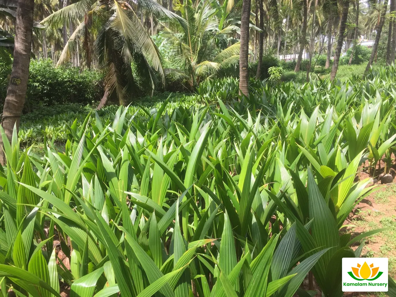 Healthy Crops Farm Care