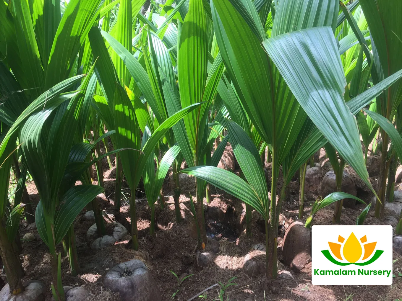 Kamalam Coconut Nursery Rows