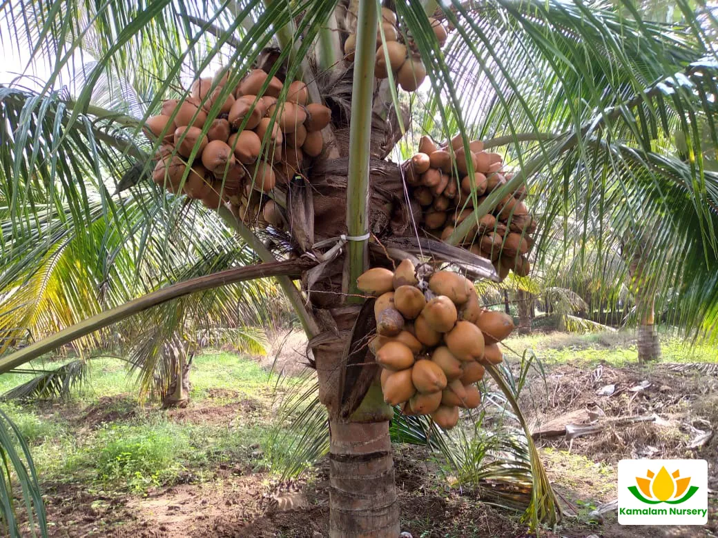 Coconut Orchard Production Overview