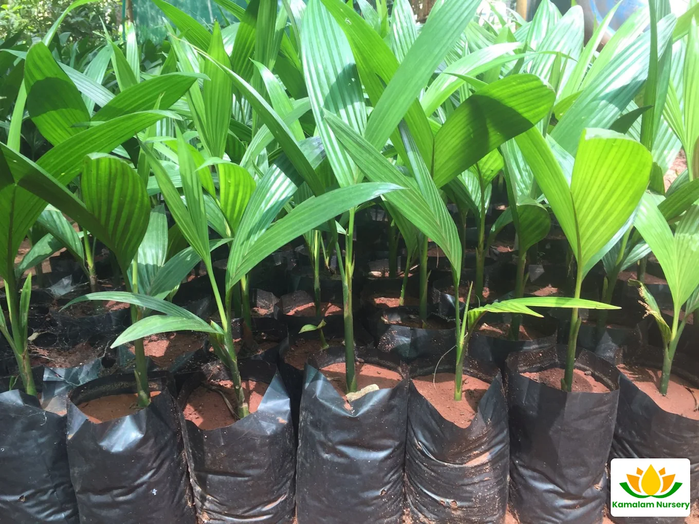 Arecanut Nursery Stock