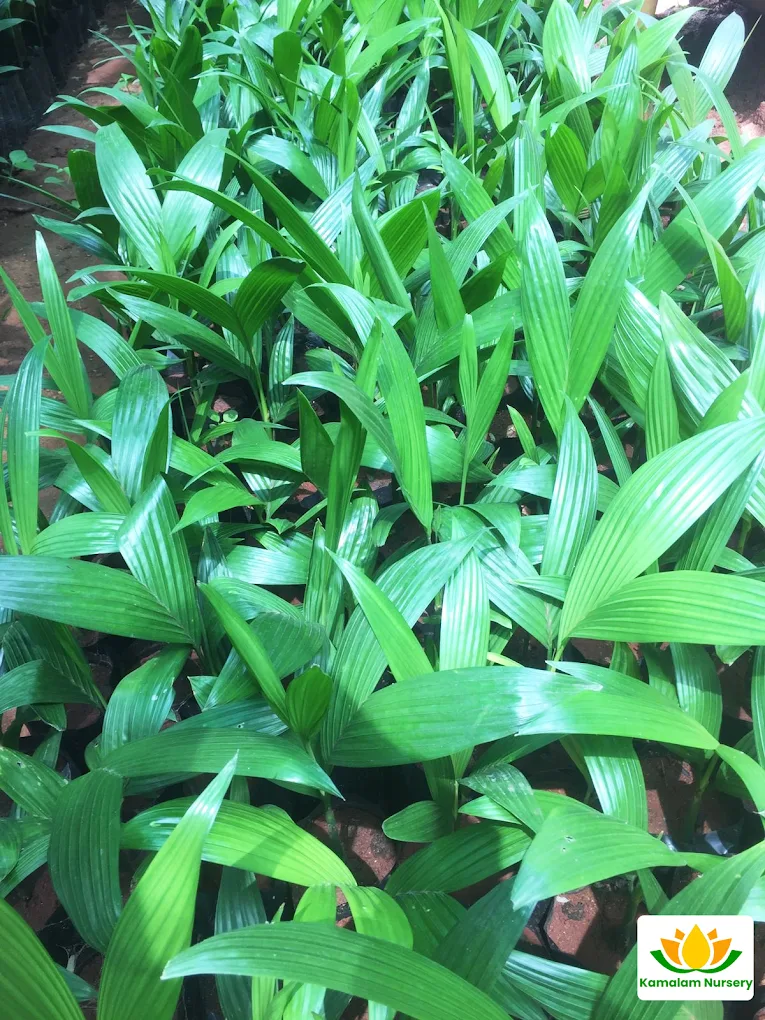 Arecanut Seedlings Field Setup