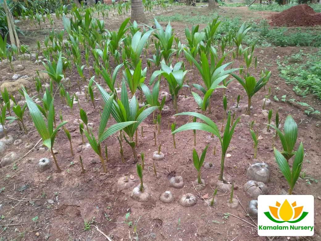 Coconut Nursery Stock